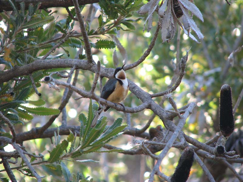 Eastern Spinebill